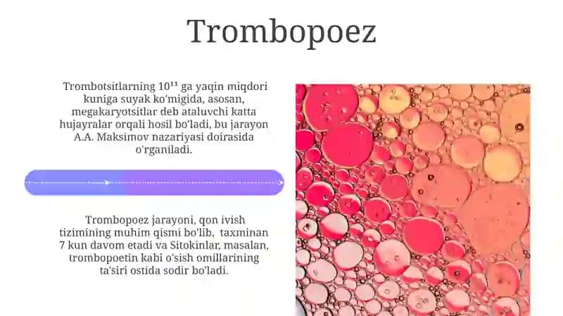 Gematopoez nazariyasi 4