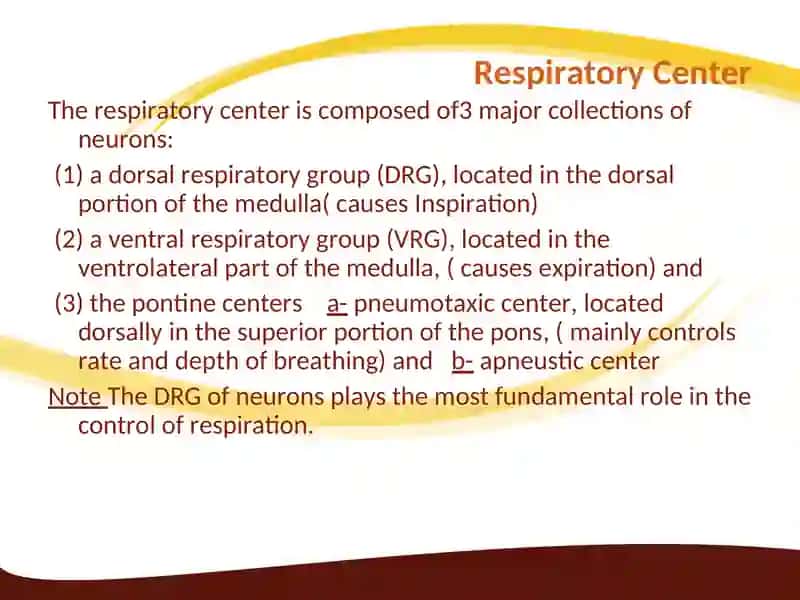 Regulation of Respiration 4