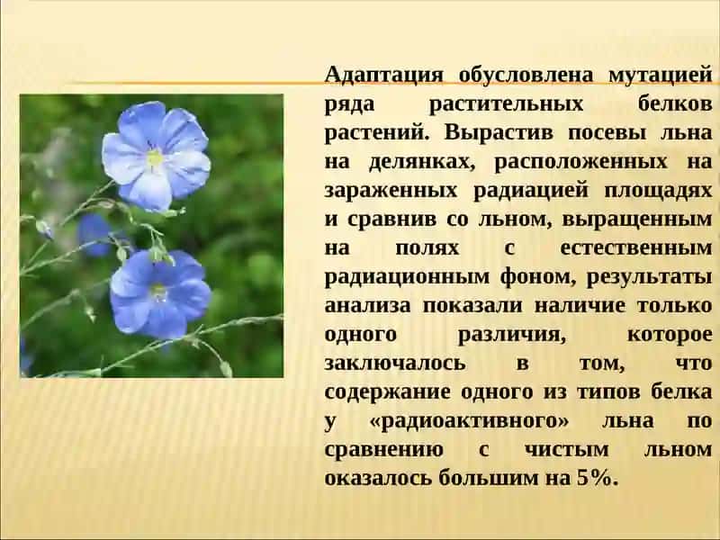 Радиация и растения 4