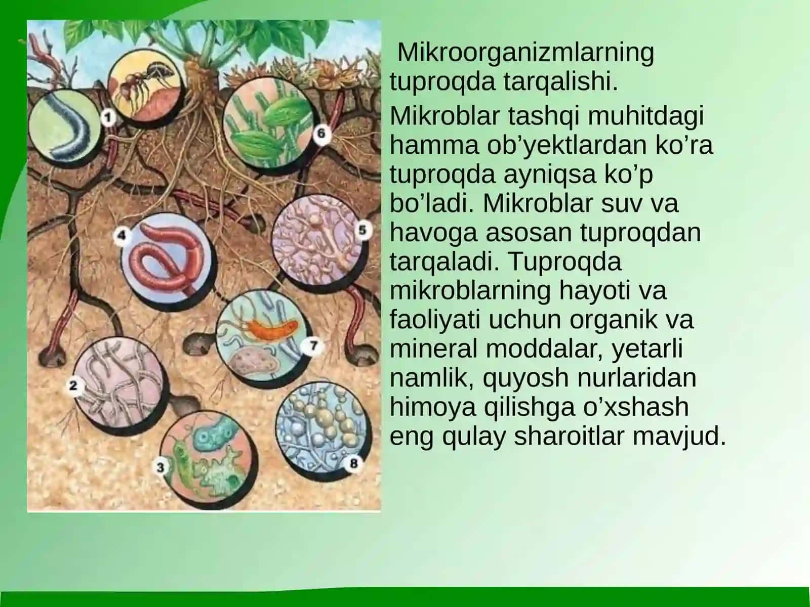 Mikroorganizmlarning biosferada gi`rni 4