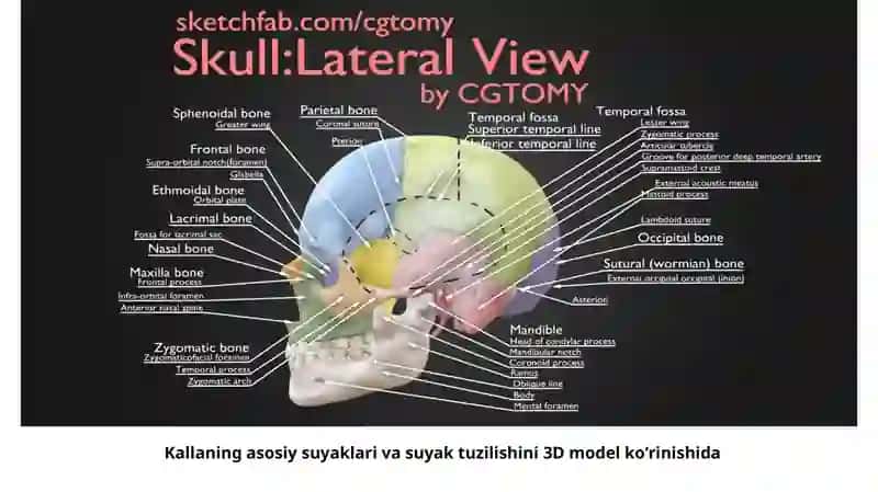 Kalla suyagining yosh va jinsiy tafovutlari 4