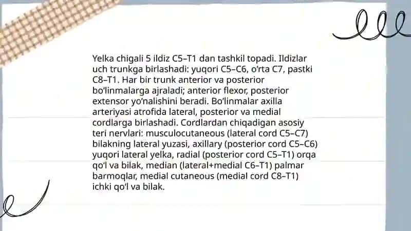 Yelka chigali (plexus brachialis) umumiy anatomiyasi 4
