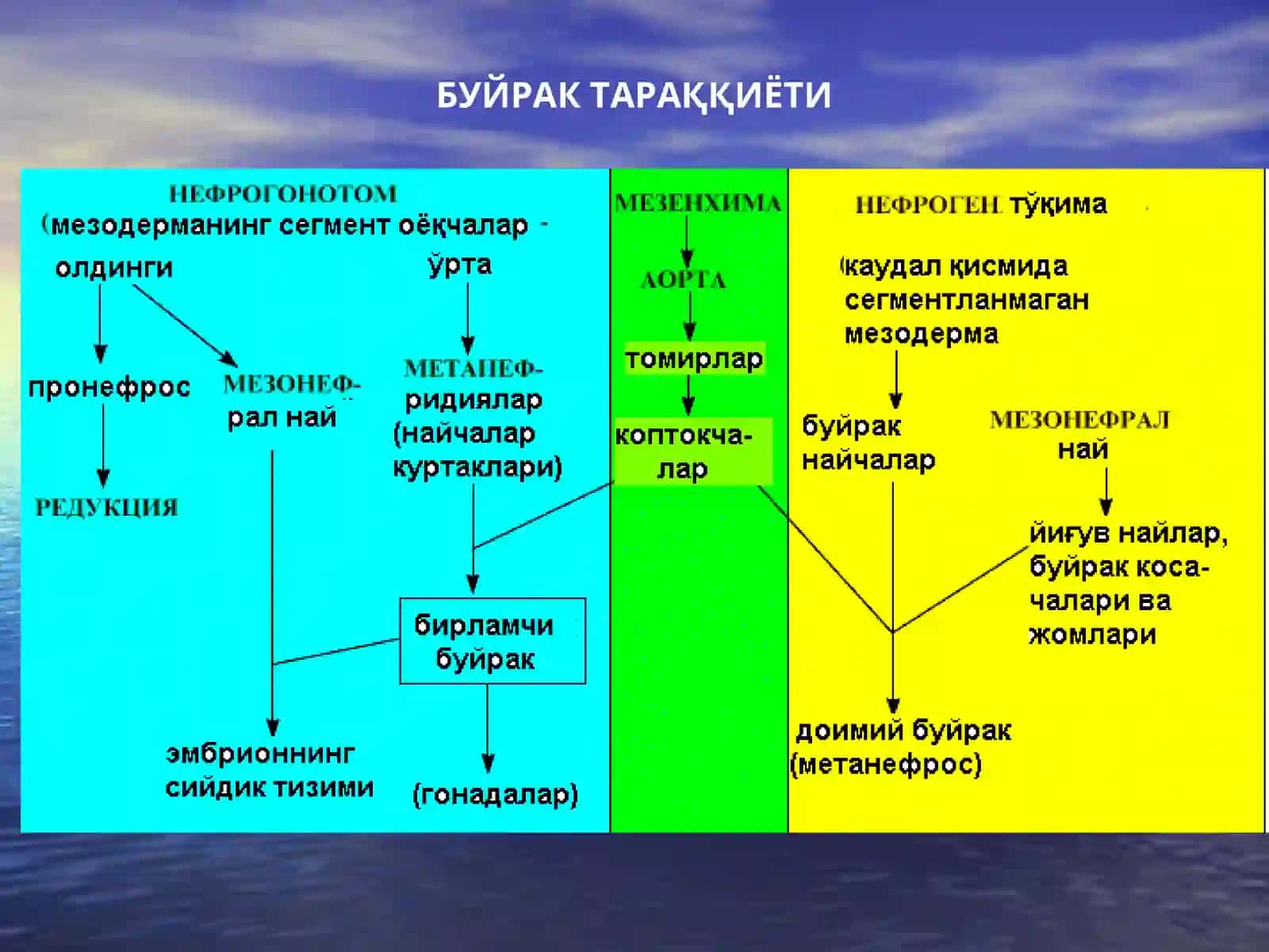 Буйрак 4