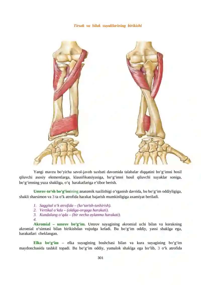 Qism: Osteosindesmologiya Amaliy mashg’ulot №3 4