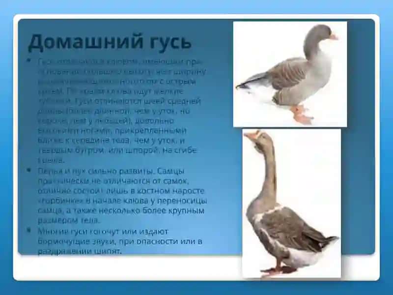 Домашняя утка 4