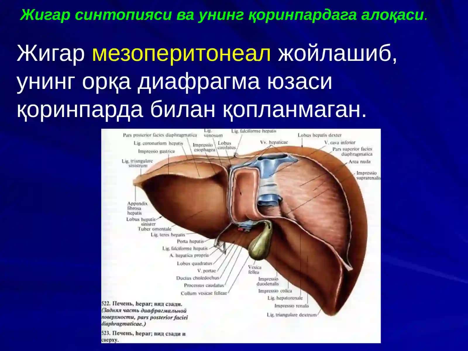 ЖИГАР, БИЛИАР ТИЗИМ ва ОШҚОЗОН ОСТИ БЕЗИ ЖАРРОҲЛИК АНАТОМИЯСИ 4