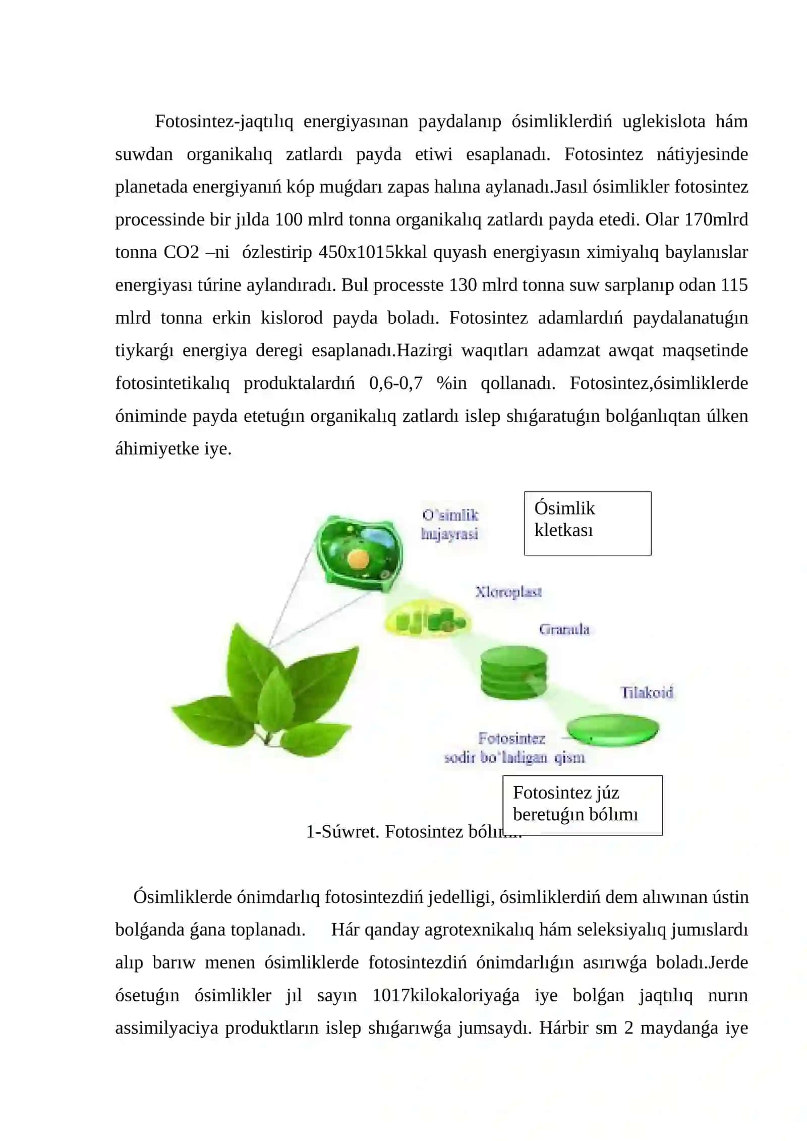 Fotosintez processiniń áhmiyeti hám tariyxı 4