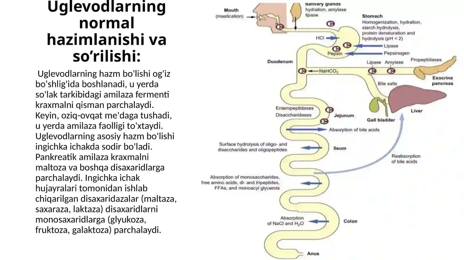 Uglevodlarni xazmlanishi va surilishi jarayonlarini bo‘zilishi. 4