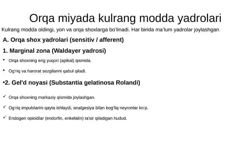 orqa miya yadrolarining topografiyasi va xususiyatlari 4