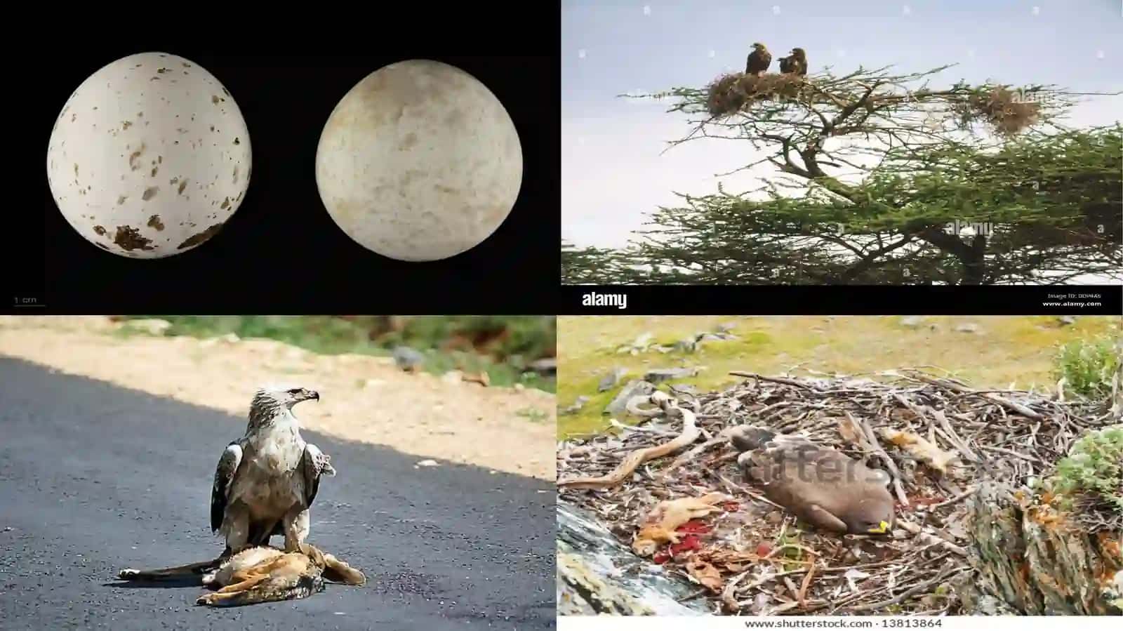 Aquila rapax (Chól burguti, ĝajir) 4