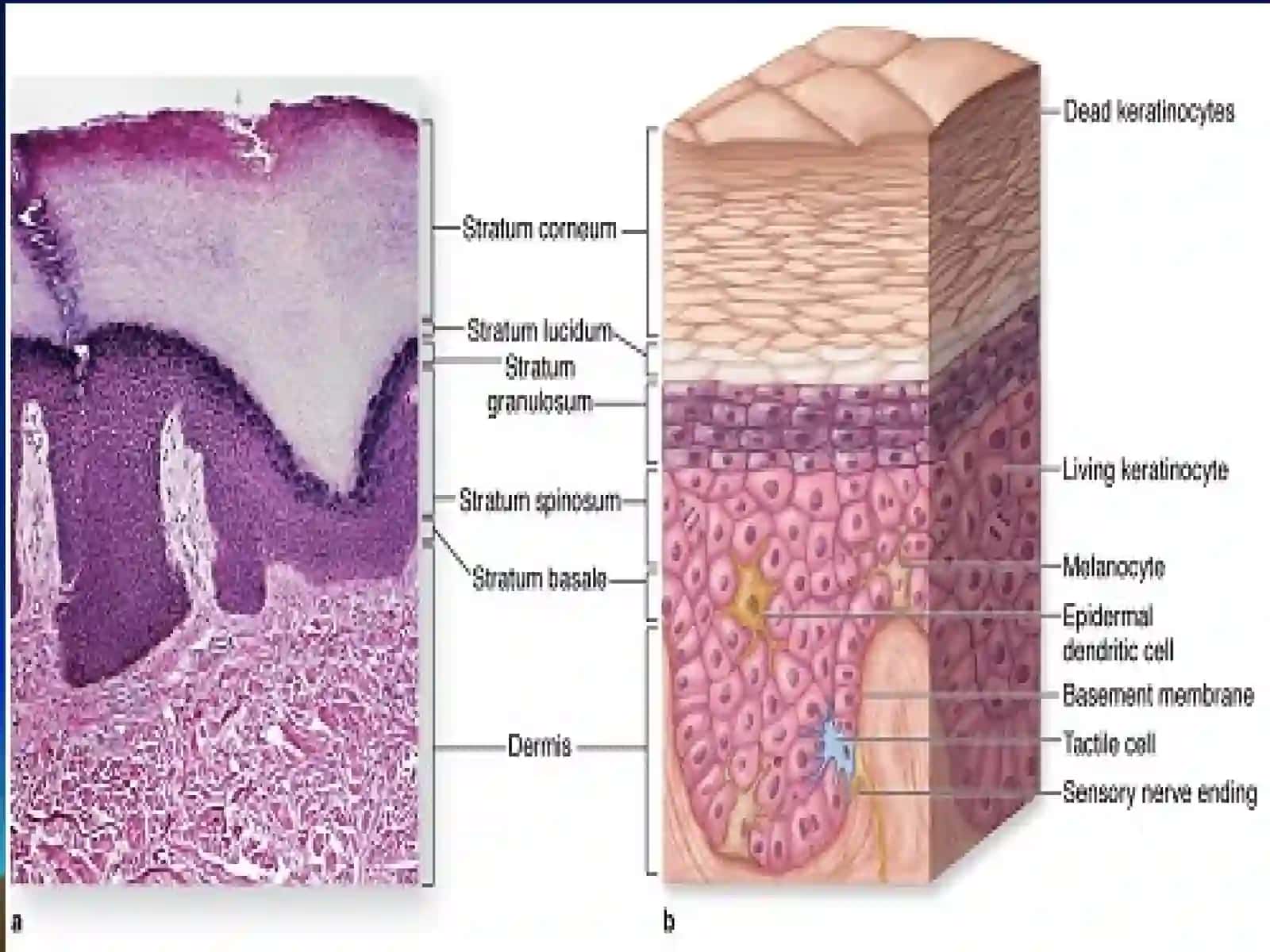 Gistologiya kafedrasi 4