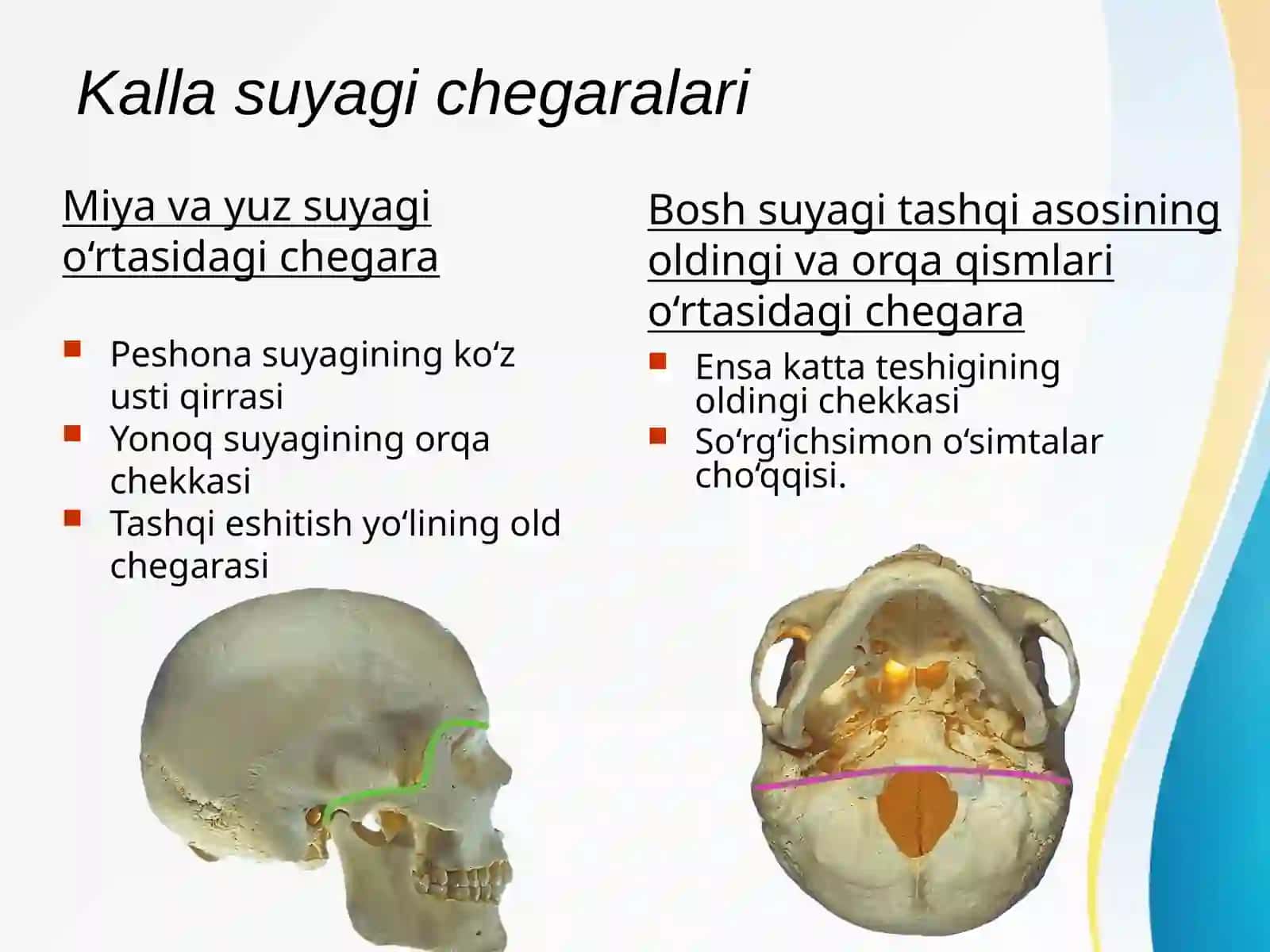 Boshning miya qismi topografik anatomiyasi 4