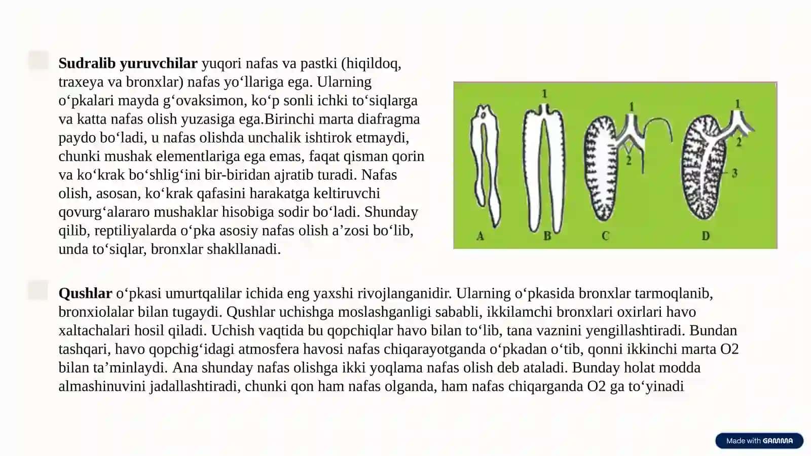 Nafas olish va Jinsiy Tizim Onto-Filogenezi 4