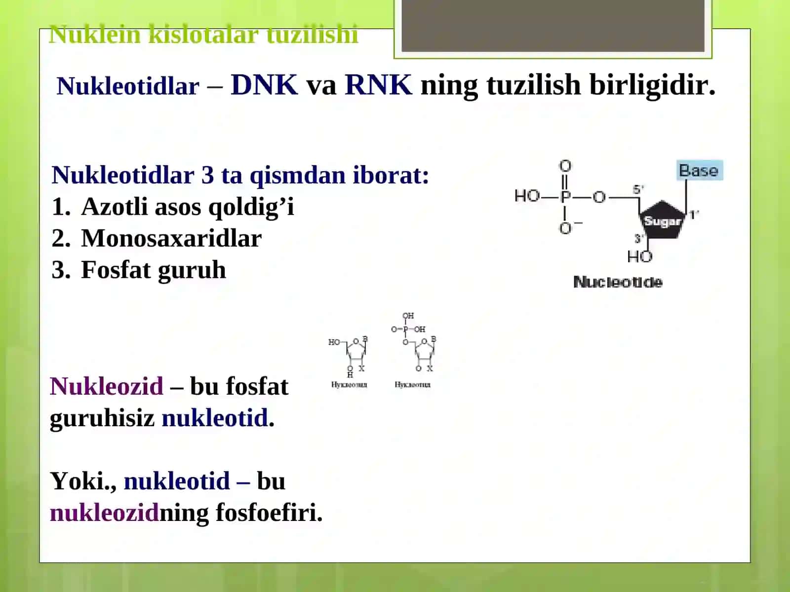 Nukleozidlar. Nukleotidlar 4