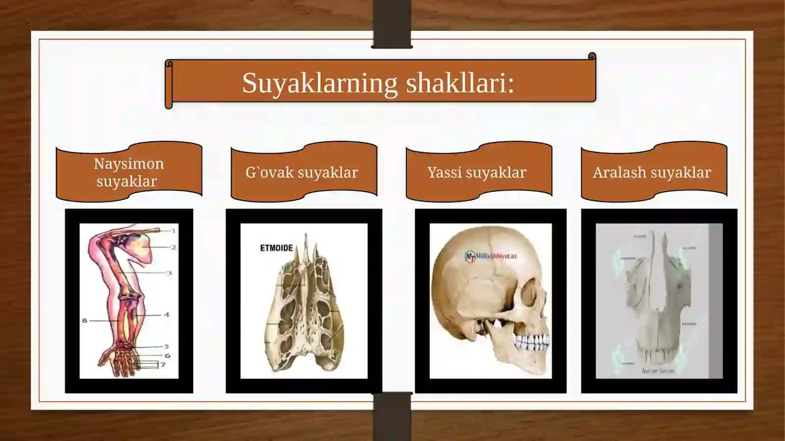 Gavda, qo'l, oyoq suyaklarning tuzilishi 4