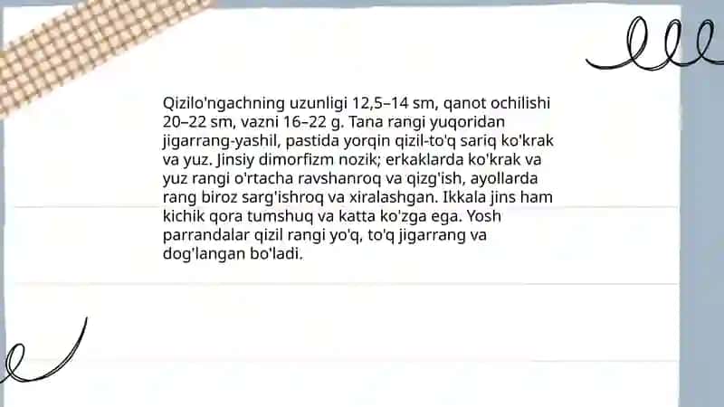 Qizilo'ngach 4