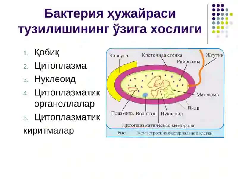 Бактерия ҳужайрасининг тузилиши 4