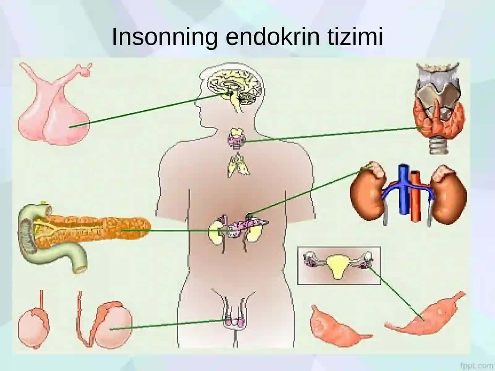Endokrin bezlar biokimyosi 4