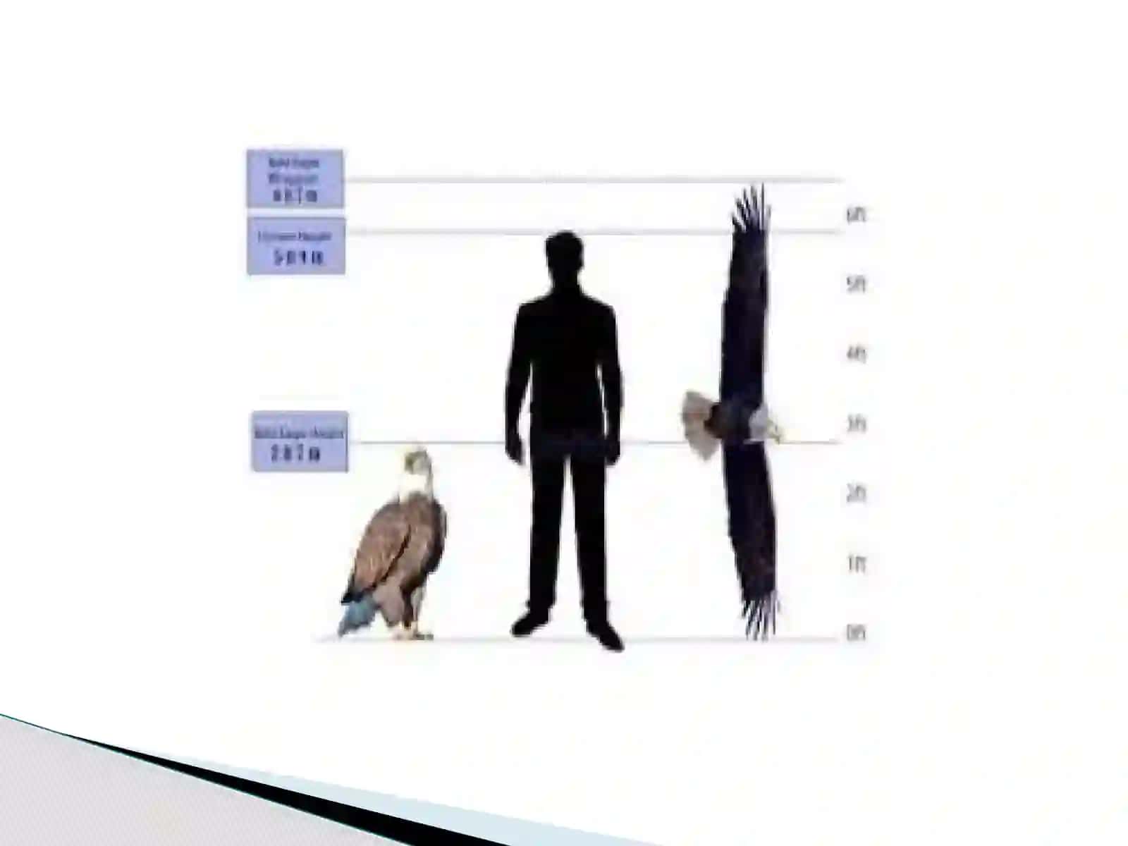 BURGUT GOLDEN EAGLE 4
