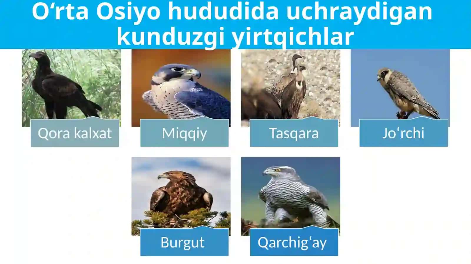 Yirtqichqushlar 4