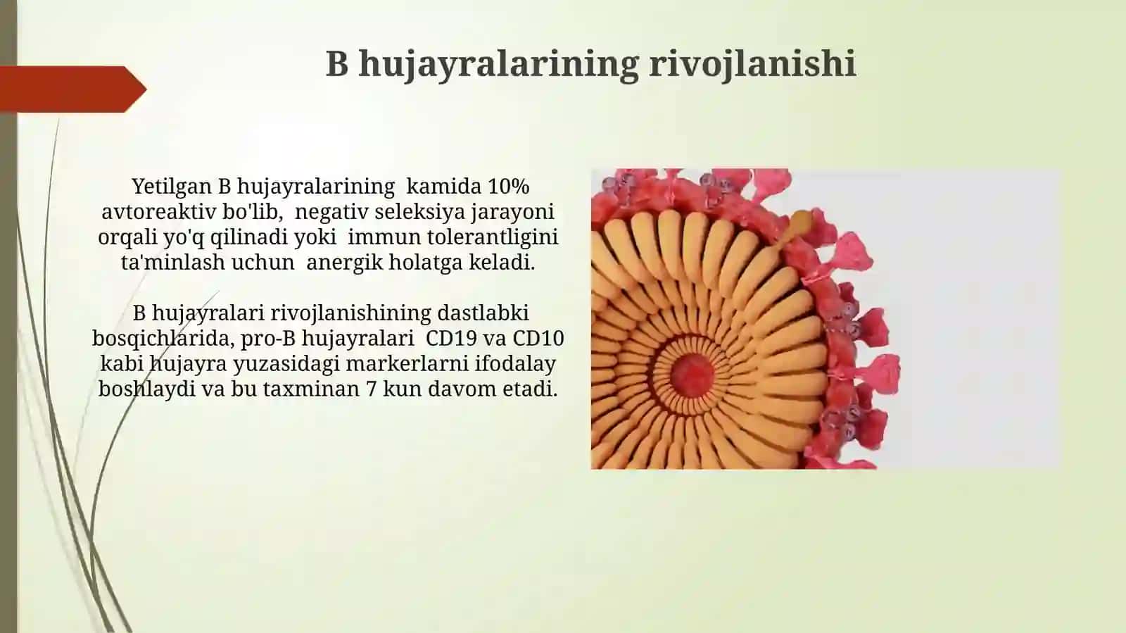 Limfotsitopoez xususiyatlari 4