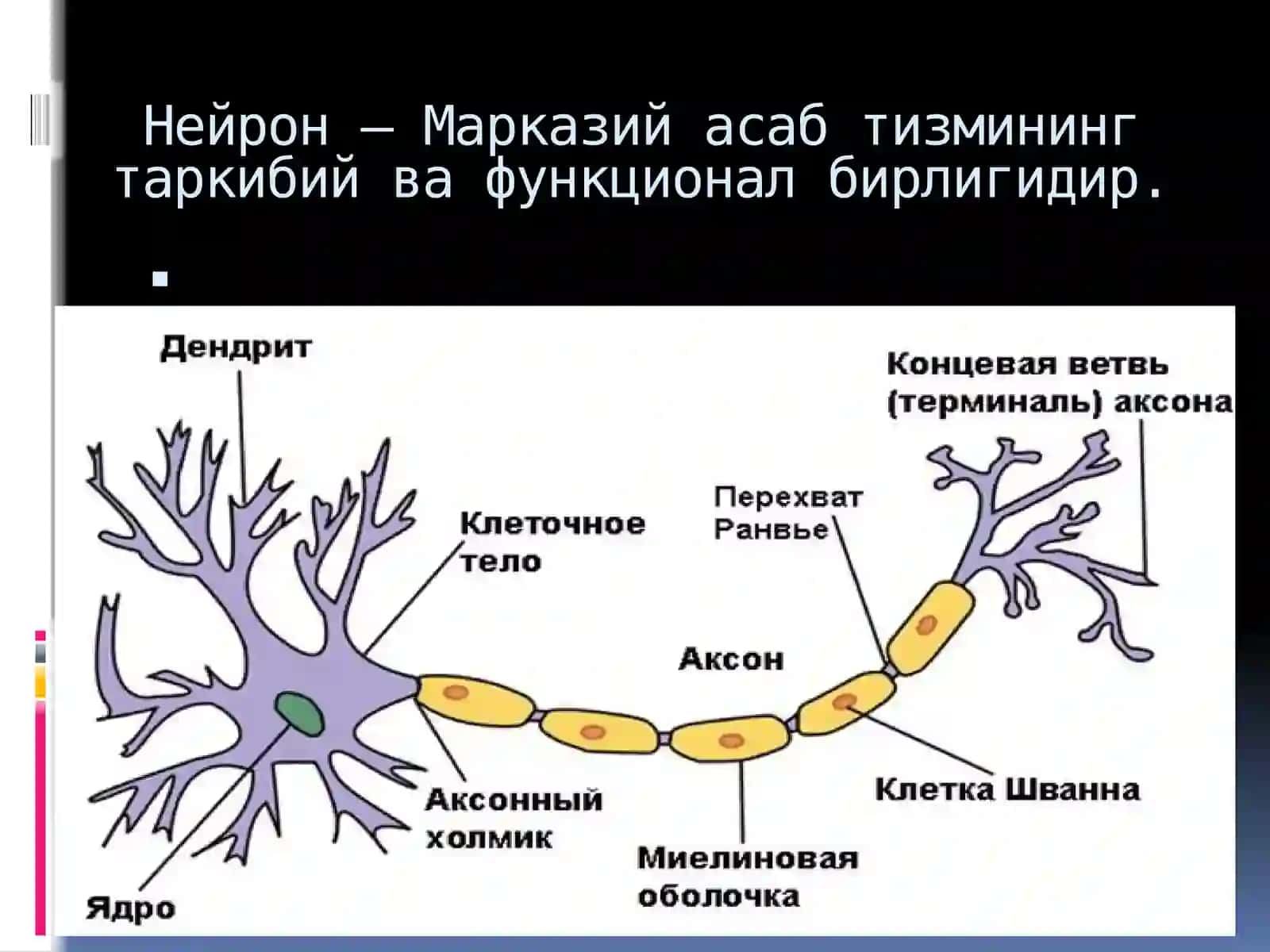 Марказий асаб тизими физиологияси 4