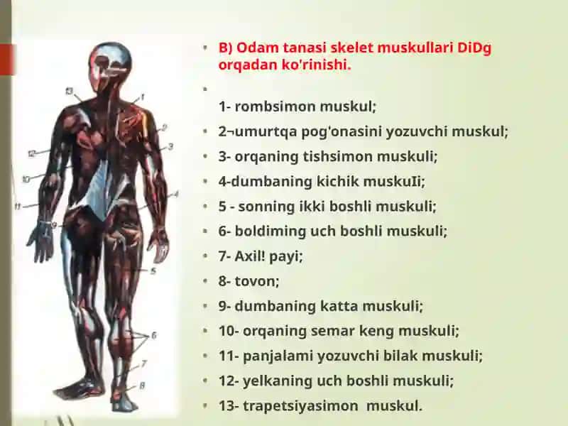MUSKULLAR HAQIDA TA’LIMOT (MIOLOGIYA) 4