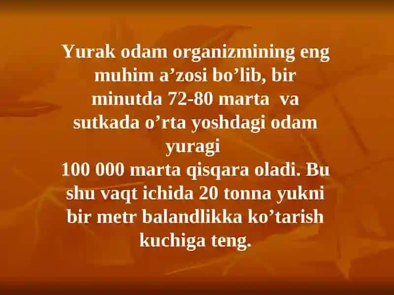 yurak anatomiyasi 4