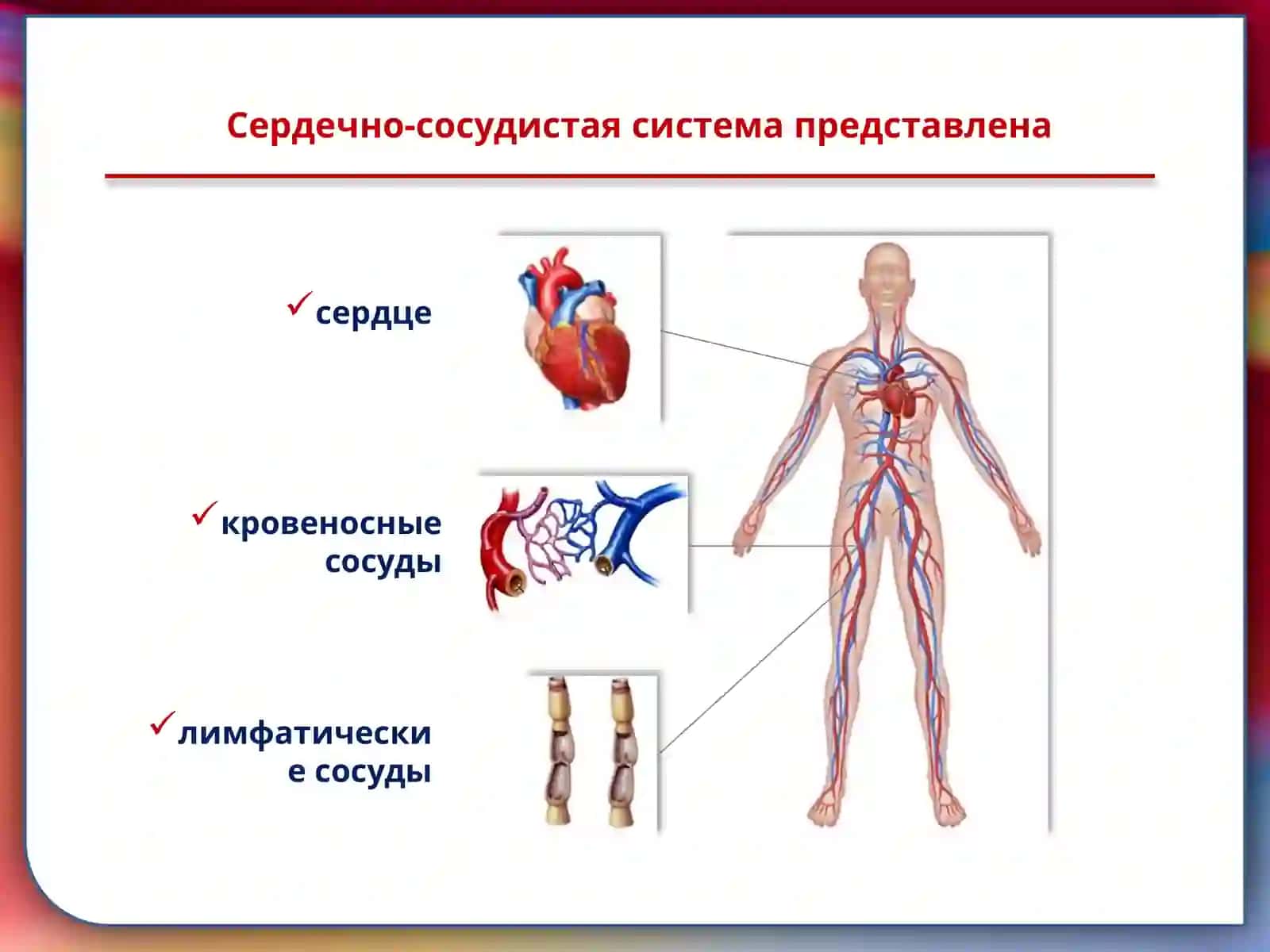 Сердечно-сосудистая система 4