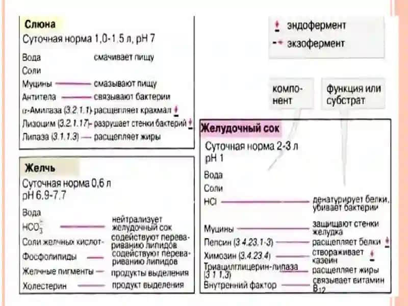 ОВҚАТ ҲАЗМ ҚИЛИШ ТИЗИМИ БИОКИМЁСИ. 4