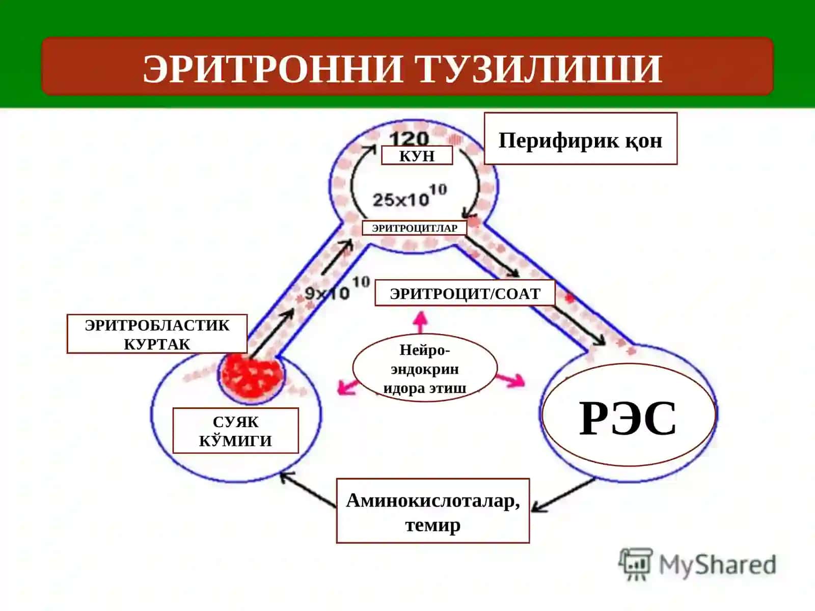 ҚИЗИЛ ҚОНПАТОФИЗИОЛОГИЯСИ 4