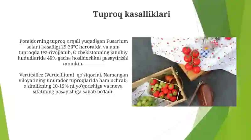 Pomidorkasalliklari 4