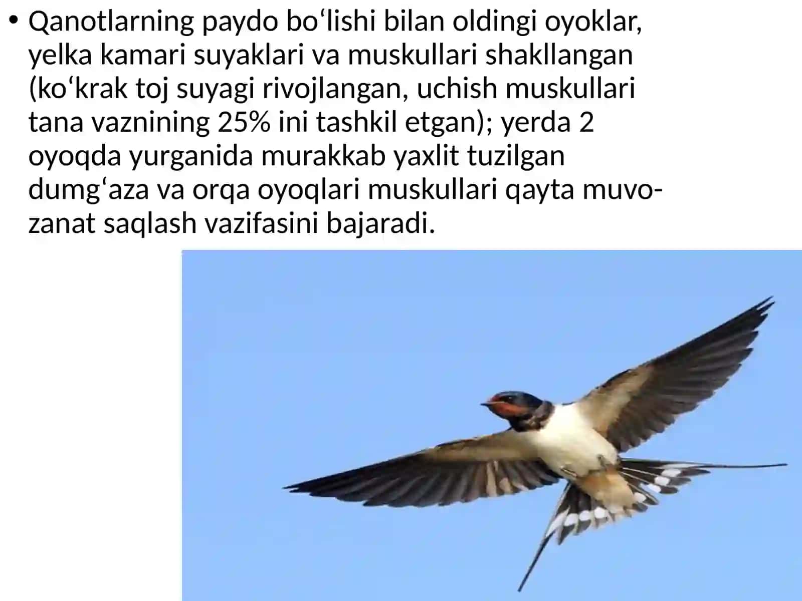 QUSHLAR OLAMI 4