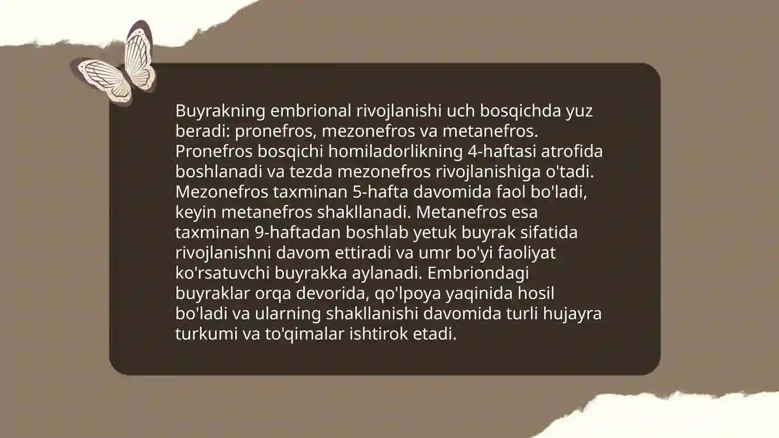 Buyrak gistalogiyasi 4