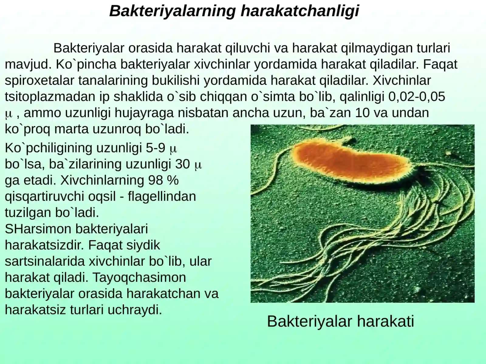 Bakteriyavaviruslarning 4