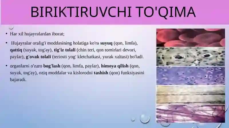 Epiteliy to'qimasi 4