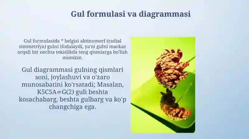 Gulning tuzilishi 4