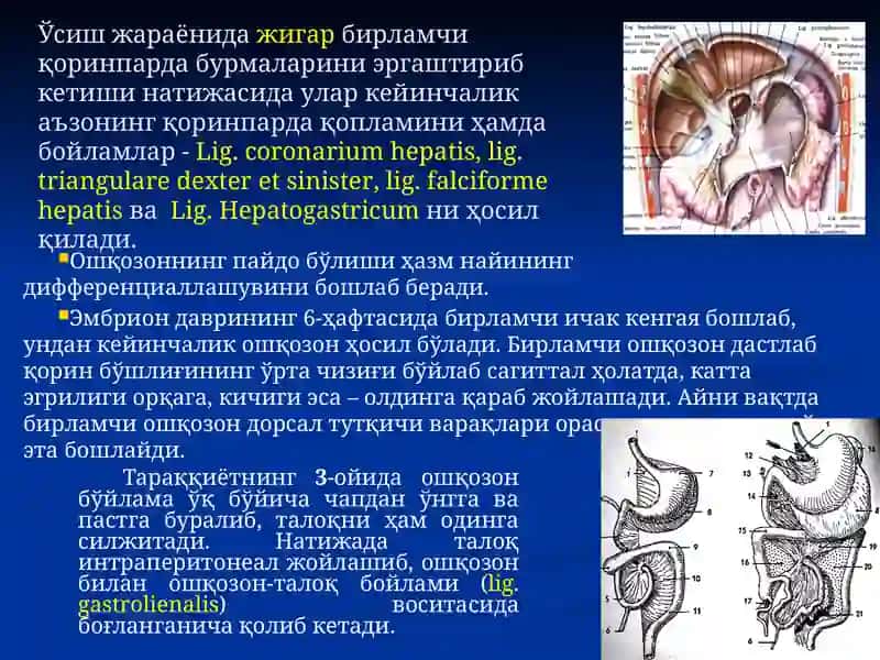 Қорин бўшлиғининг жарроҳлик анатомияси Лапаротомиялар. 4