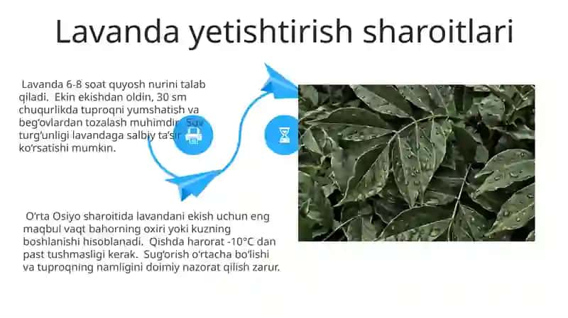 Lavanda Yetishtirish va Parvarishi 4