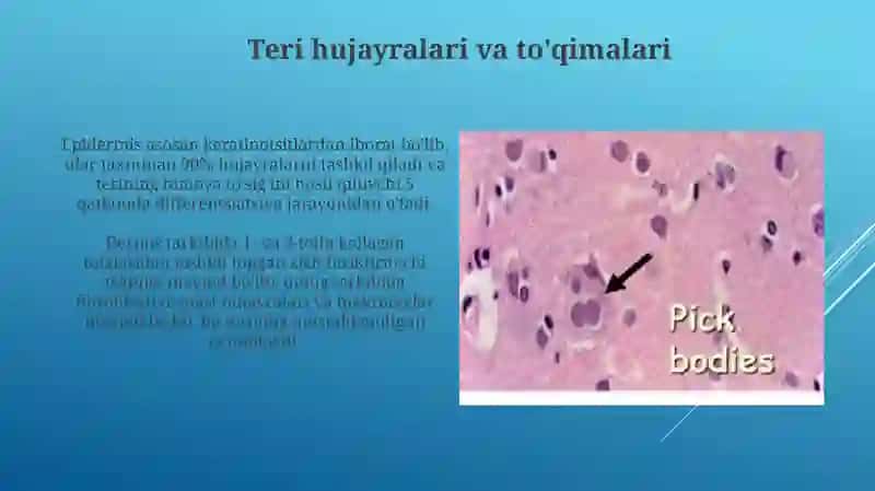 Terigistologiyasi 4