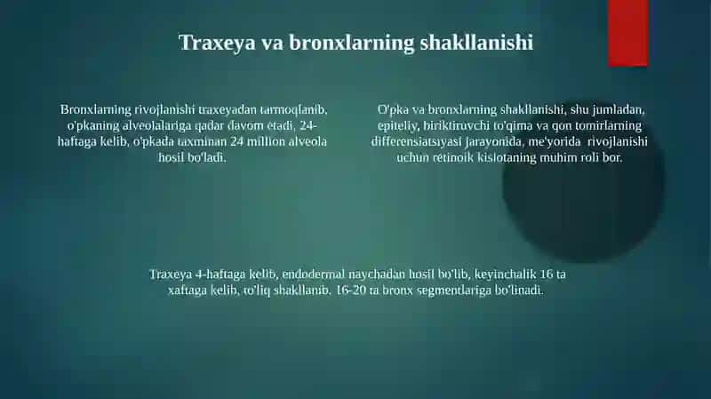 Nafas olish va yurak-qon tomir tizimi anatomiyasi 4