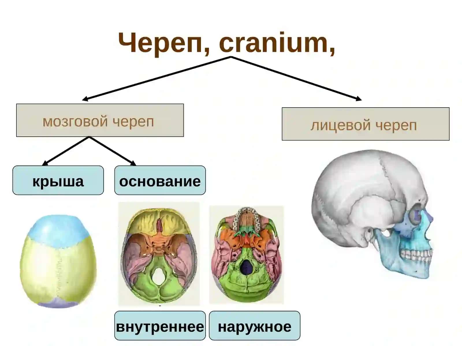 Кости черепа. Скелет туловища 4