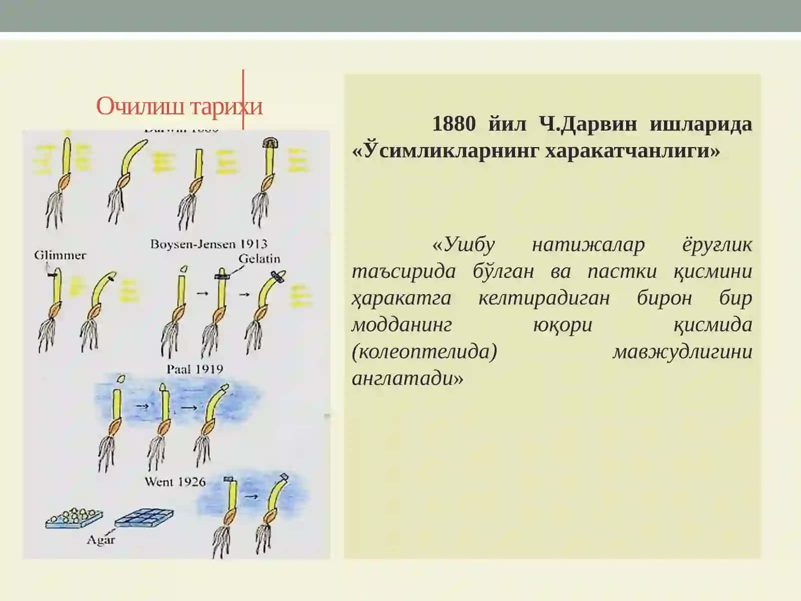 фитогормонлар 4