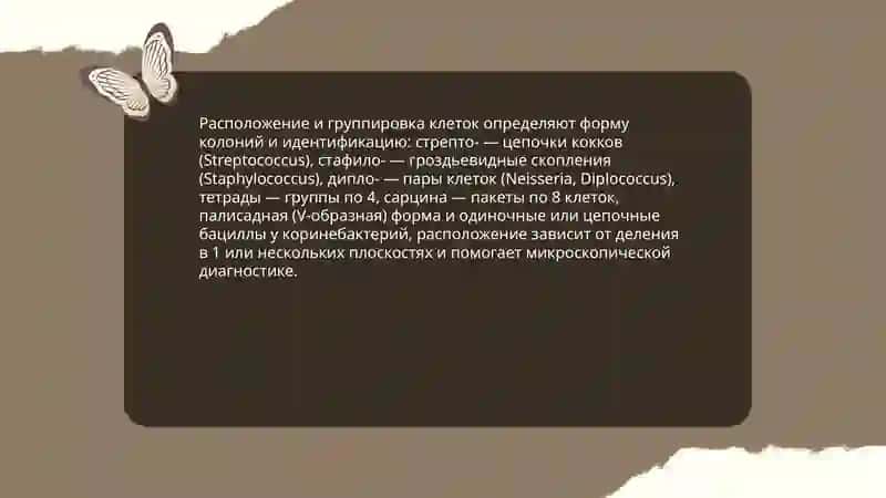Морфология микробов 4