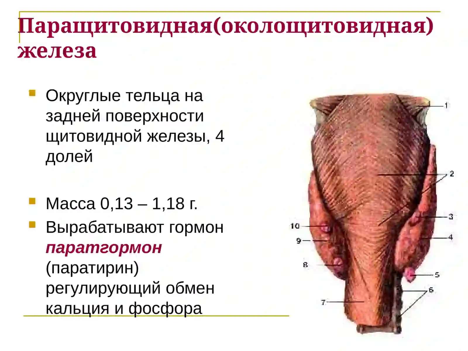 Эндокринная система 4