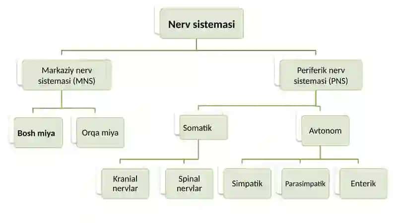 Bosh miyaning umumiy koʻrinishi 4