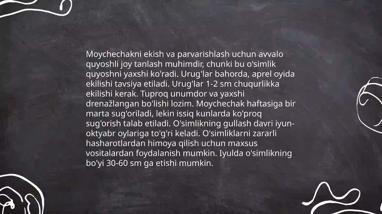 Moychechak o'simligi 4