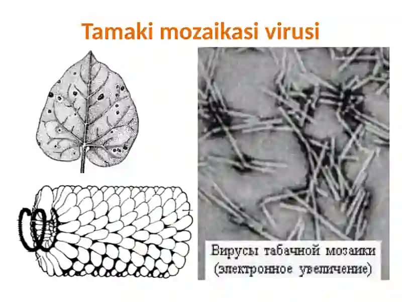 Hayotning hujayraviy asoslari. 4