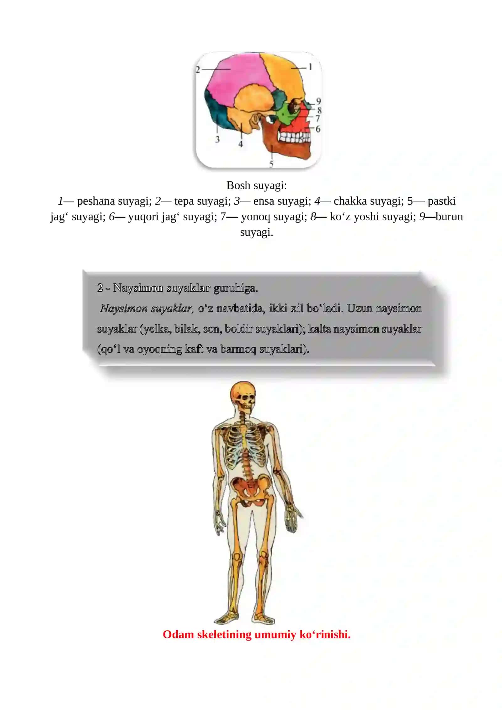 Suyaklarning tuzilishi va o'sishi 4