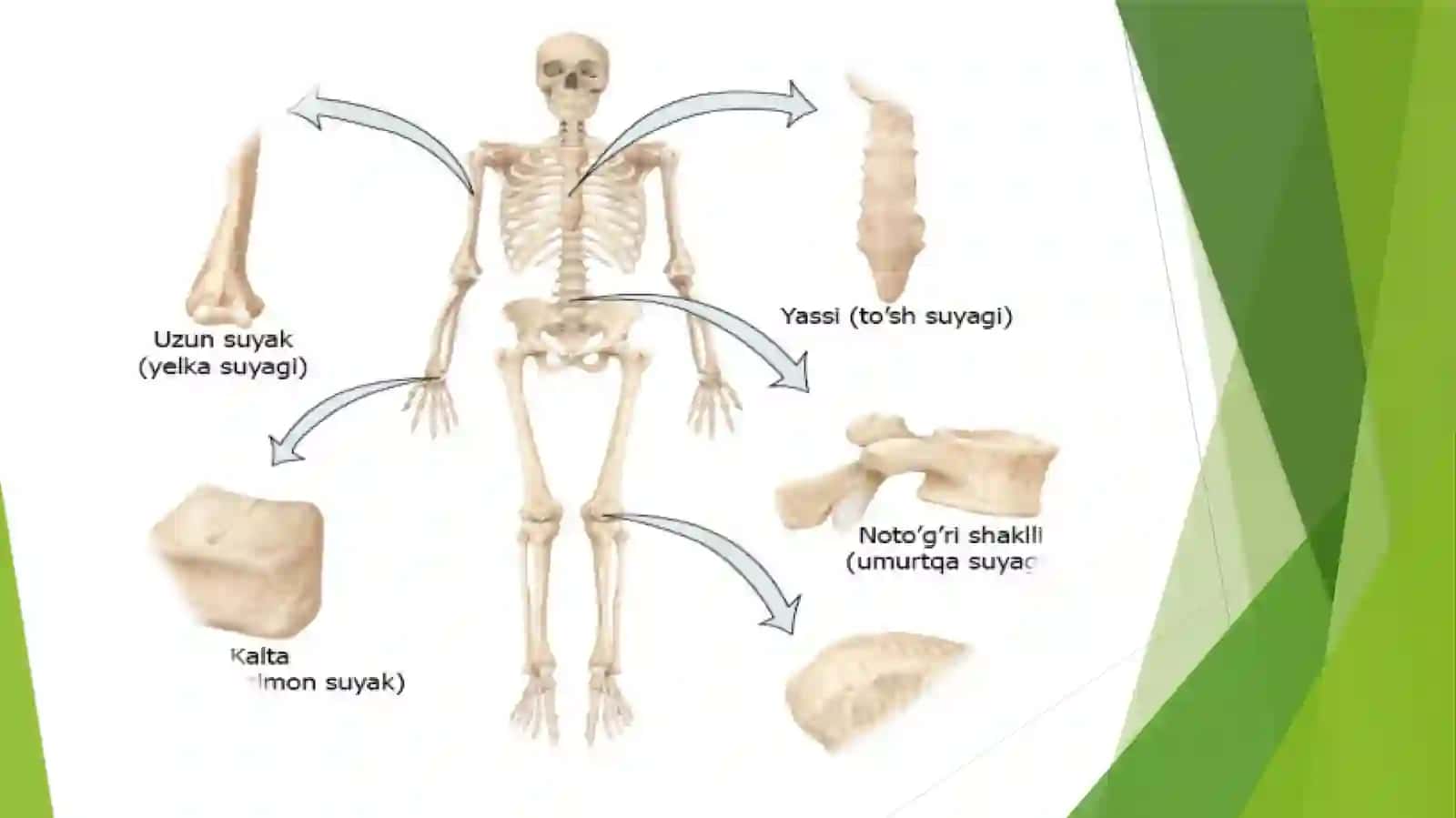 Anatomiyafandan Mustaqilish 4